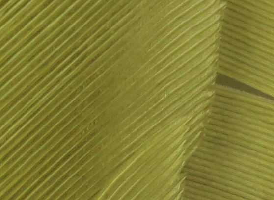 Hareline Turkey Biot Quills Light Olive