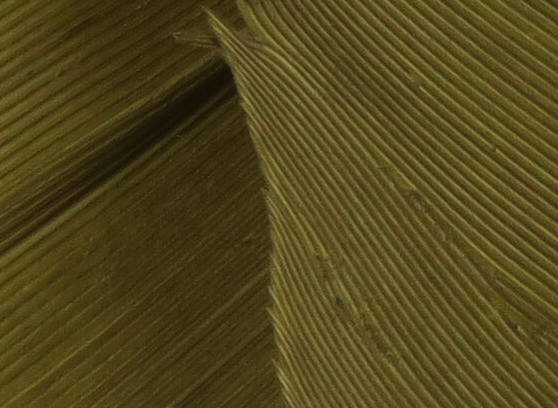 Hareline Turkey Biot Quills Olive