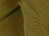Hareline Turkey Biot Quills Olive
