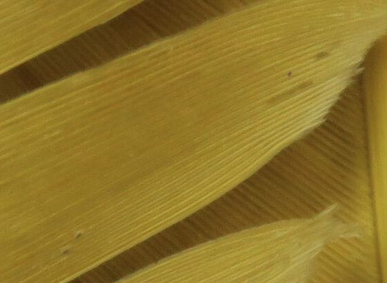 Hareline Turkey Biot Quills Pale Morning Dun