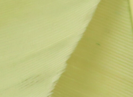 Hareline Turkey Biot Quills Pale Olive