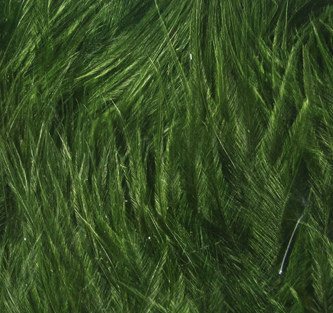 Hareline Marabou Wooly Bugger Dark Olive