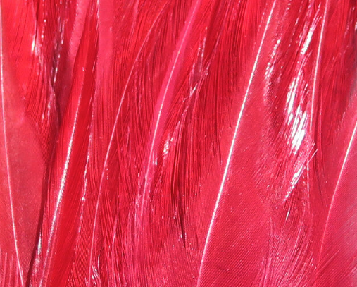 Hareline Wooly Bugger Saddle Hackle Claret