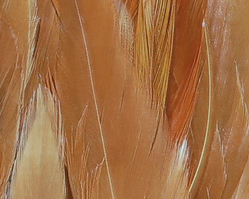 Hareline Wooly Bugger Saddle Hackle Natural Brown