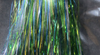 Flashabou Is One Of The Best Fly Tying Materials To Add Flash And Movement To All Kinds Of Streamers And Nymphs