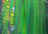 Lateral Scale Chartreuse Pearl