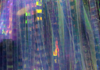 Lateral Scale Pearl