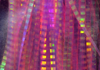 Lateral Scale Pink Pearl