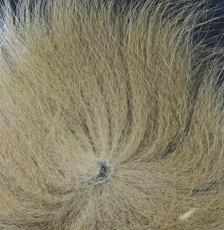 Arctic Fox Tail Fly Tying Material Is Often Used In Traditional Salmon And Steelhead Flies