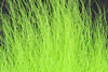 Hareline Pastel Northern Bucktail Chartreuse