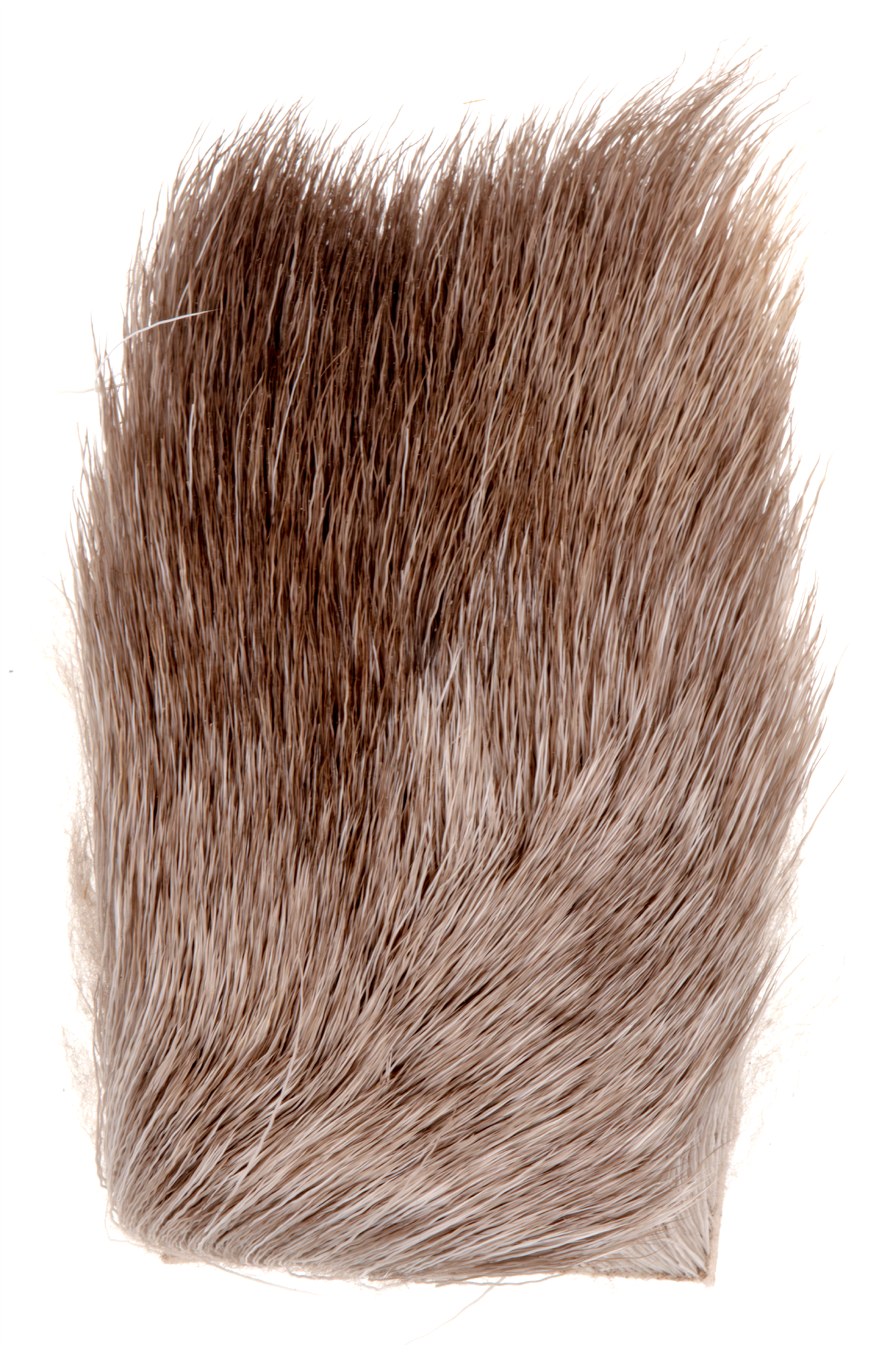 Caribou hair for fly tying