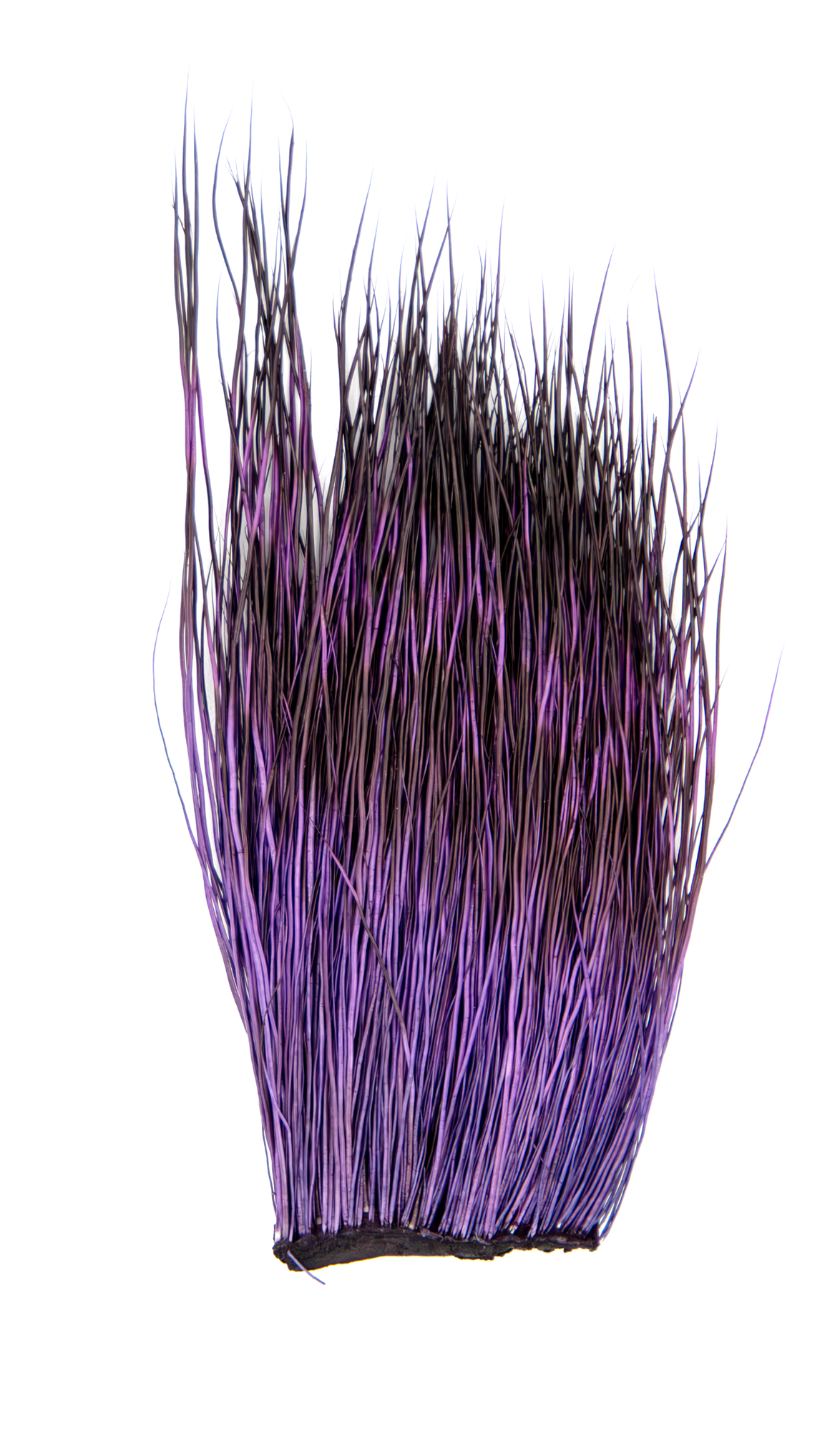 Patch of peccary hair that has been dyed deep purple