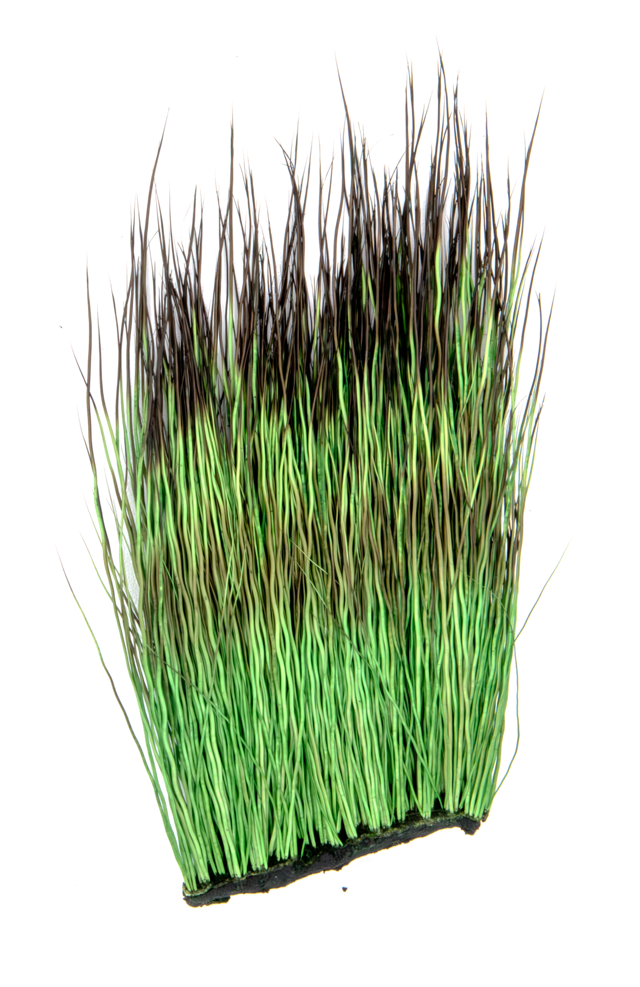 Patch of peccary hair that has been dyed Olive Green