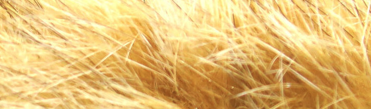 Hareline Dyed Hare's Mask Are Perfect For Tying A Wide Range Of Nymph And Wet Fly Patterns