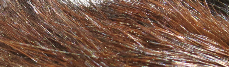 Hareline Dyed Hare's Mask Are Perfect For Tying A Wide Range Of Nymph And Wet Fly Patterns