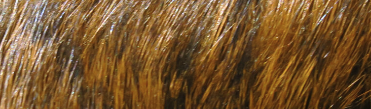 Hareline Dyed Hare's Mask Are Perfect For Tying A Wide Range Of Nymph And Wet Fly Patterns