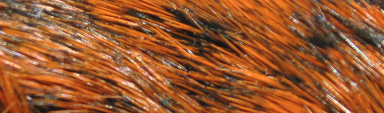 Hareline Dyed Hare's Mask Are Perfect For Tying A Wide Range Of Nymph And Wet Fly Patterns