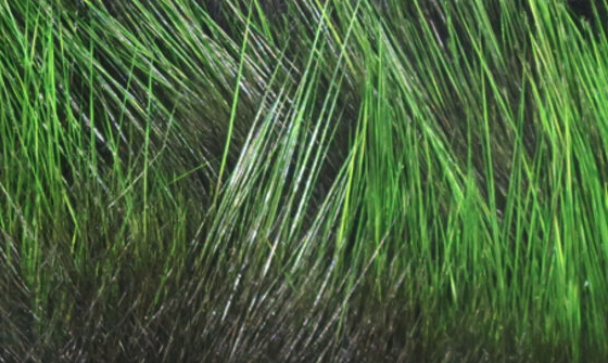 Rabbit Strips Frostip Magnum Black Chartreuse