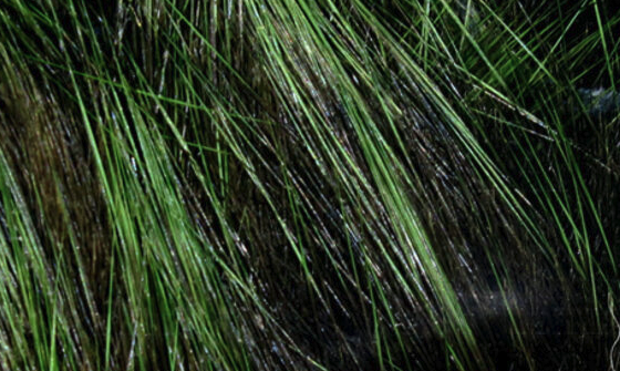 Rabbit Strips Frostip Magnum Black Olive