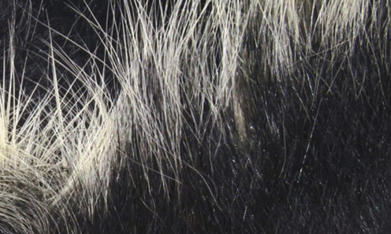 Rabbit Strips Frostip Magnum Black White