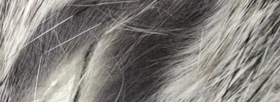 rabbit strips, versatile selection for fly tying enthusiast