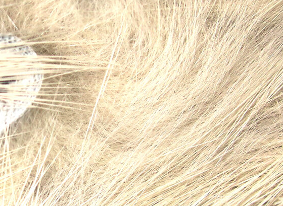 Hareline Rabbit Strips Crosscut Flesh