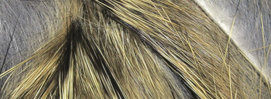 Natural, undyed rabbit strip offering a traditional fly tying experience