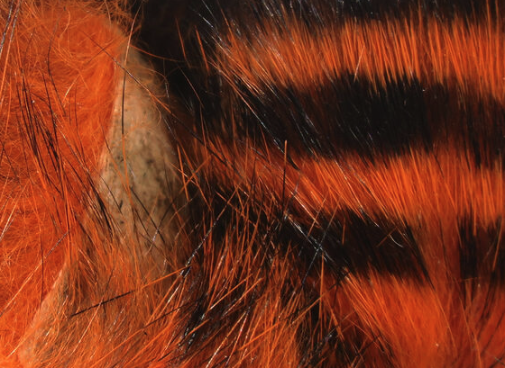 Hareline Magnum Rabbit Strips Barred Black Hot Orange