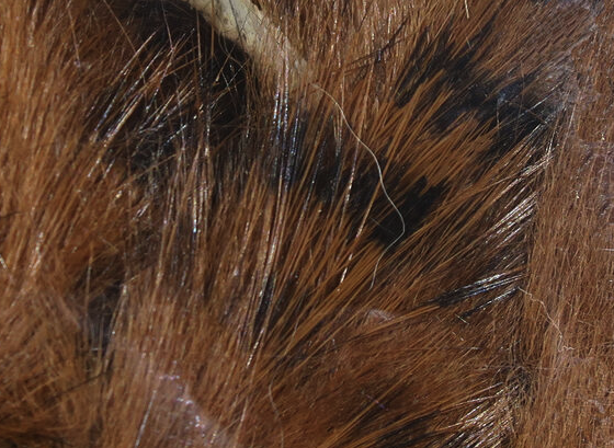 Hareline Rabbit Strips Barred Black Medium Brown