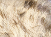 Hareline Rabbit Strips Barred Brown Flesh