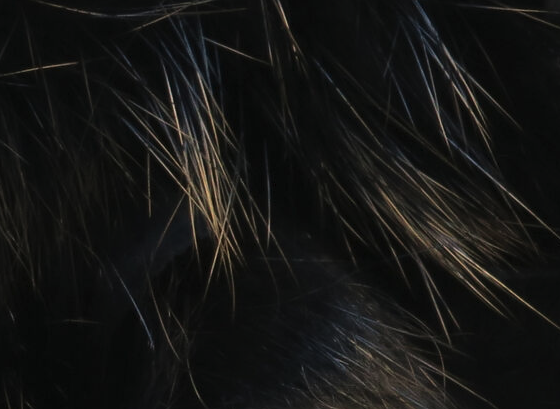 Hareline Shimmer Rabbit Strips Black With Gold Shimmer