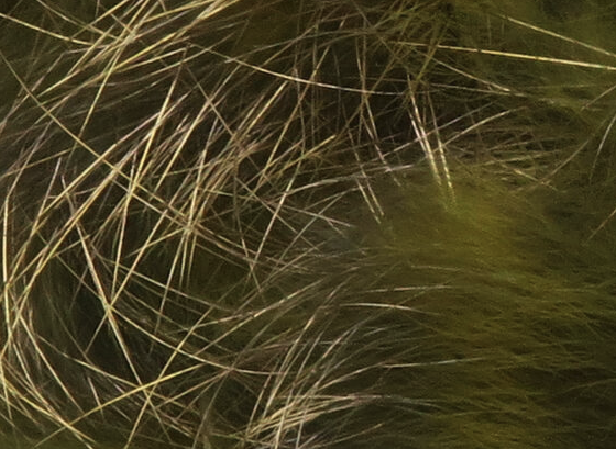 Hareline Shimmer Rabbit Strips Sculpin With Gold Shimmer