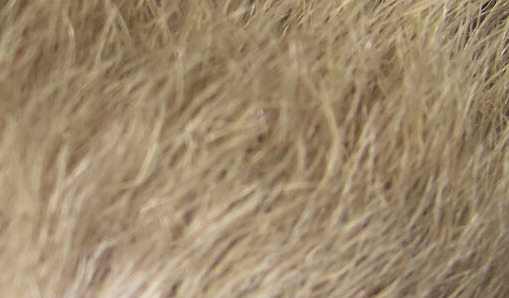 Hareline Snowshoe Rabbit Feet Light Dun