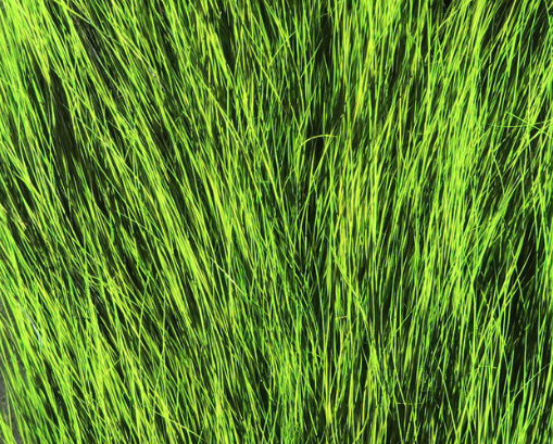 Squirrel Tails Green