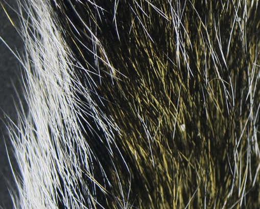 Squirrel Tails Natural Gray