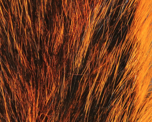 Squirrel Tails Orange