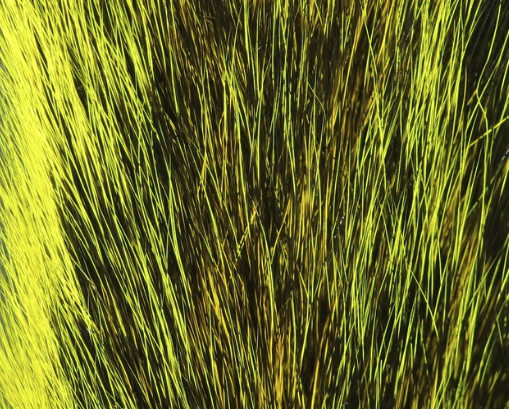 Squirrel Tails Yellow