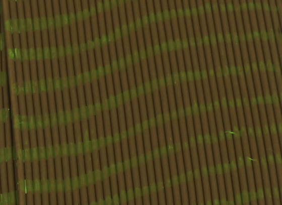 Hareline Tarantu-Leggs Sculpin Olive Moss Green Barred