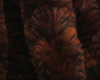 Mangum's Variegated Mini Dragon Tail Black Brown