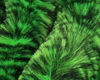Mangum's Variegated Mini Dragon Tail Black Chartreuse