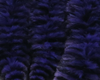 Mangum's Variegated Mini Dragon Tail Black Purple