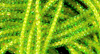 Hareline Micro Pearl Core Braid Olive