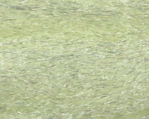 Neer Hair Polar Bear