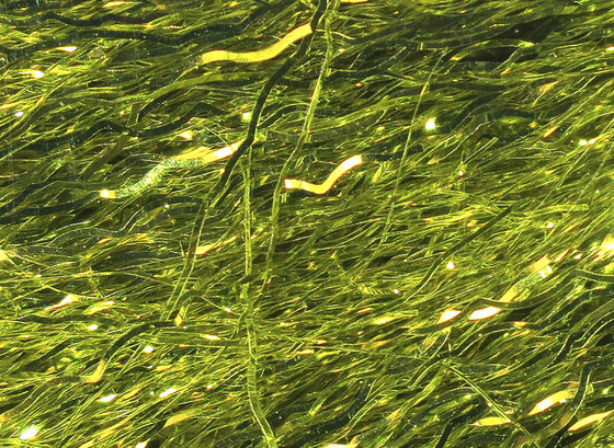 Hareline Ripple Ice Fiber Light Olive