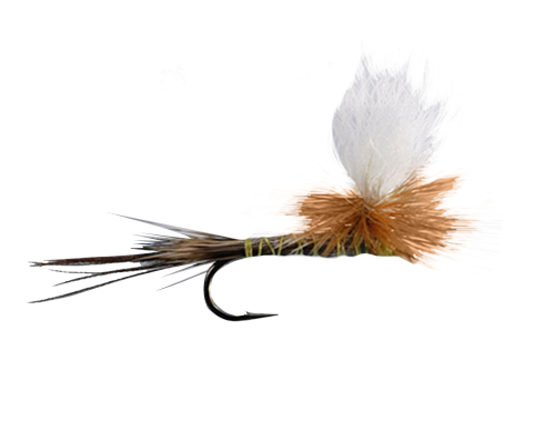 Yellow Drake mayfly