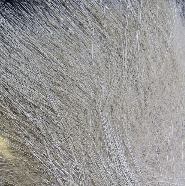 Hareline Arctic Fox Hair Fly Tying Material Is Great For Tying Streamer Wings And Collars for Salmon Flies, Steelhead Flies And