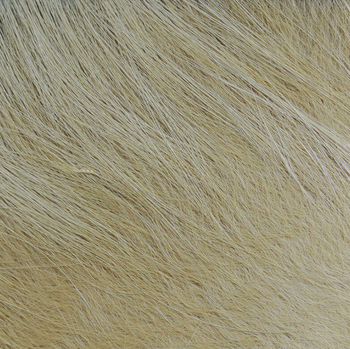Hareline Arctic Fox Hair Fly Tying Material Is Great For Tying Streamer Wings And Collars for Salmon Flies, Steelhead Flies And