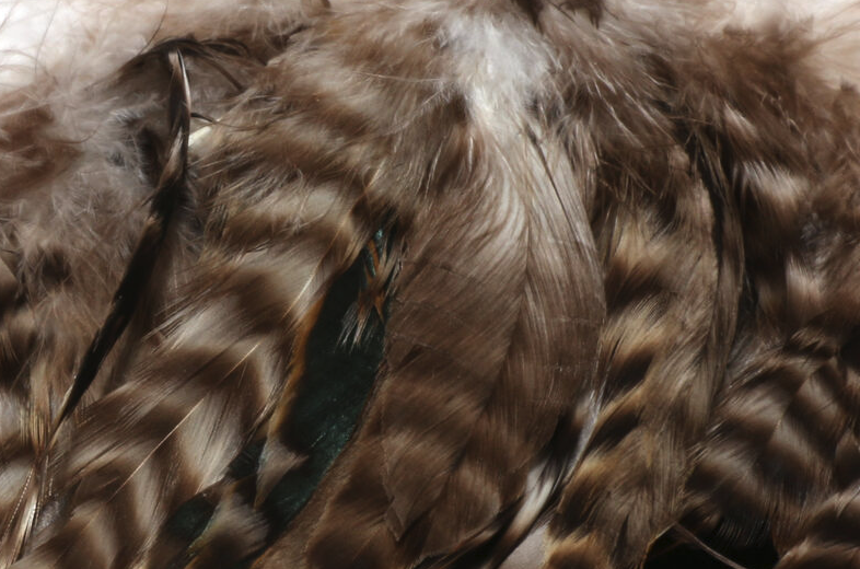 Best fly tying schlappen feathers for sale online.