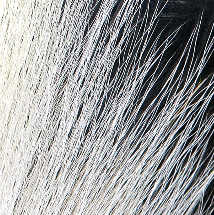 Northern Bucktails Are One Of The Best Fly Tying Materials You Can Use When Tying Bass Flies, Muskie Flies And Pike Flies