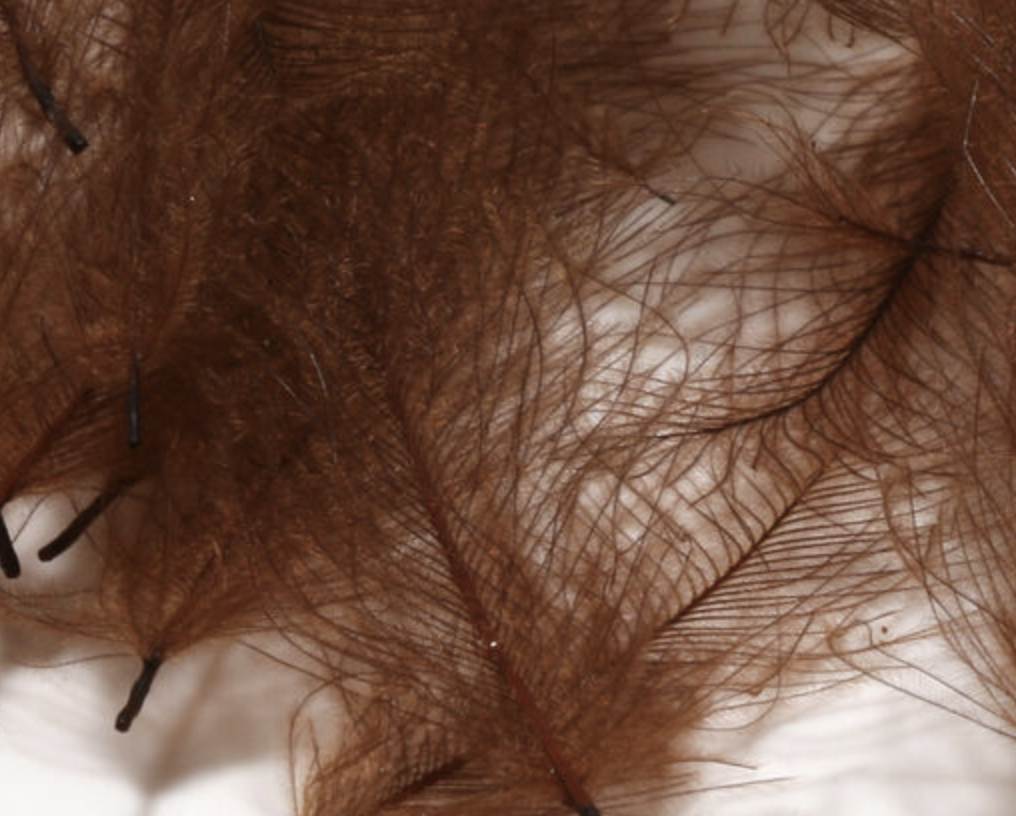 Hareline Cul de Canard 1 Gram Packs make great wings on dry flies